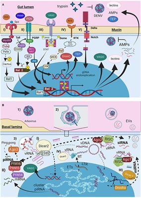 A tangled threesome: understanding arbovirus infection in Aedes spp. and the effect of the mosquito microbiota